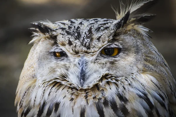 美しいフクロウ — ストック写真