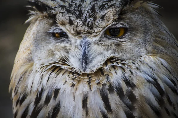 Beautiful owl — Stock Photo, Image