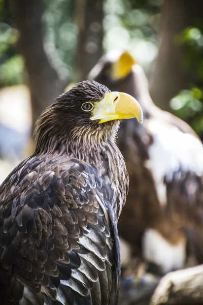 Aquila reale spagnola — Foto Stock