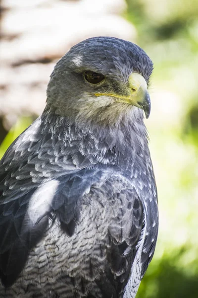 Spanish falcon — Stock Photo, Image