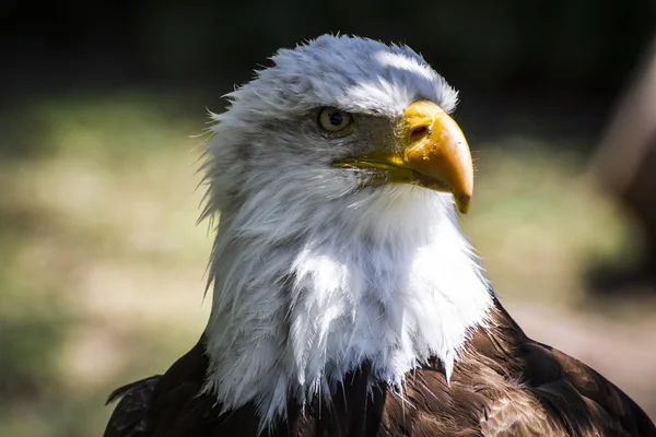 Vithuvad eagle — Stockfoto