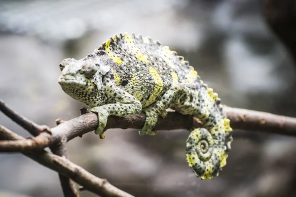 Geschubde hagedis — Stockfoto