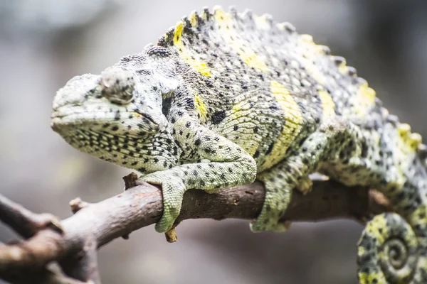 Chameleon geüpload naar een branch — Stockfoto