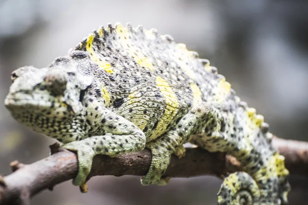 Chameleon laddas upp till en gren — Stockfoto