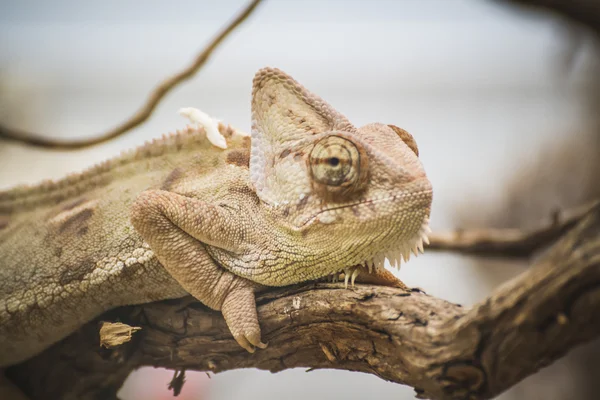 Scaly lizard — Stock Photo, Image