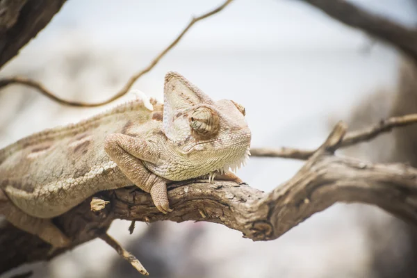 Lagarto escamoso —  Fotos de Stock