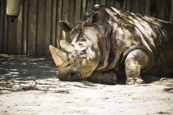 Rhino spoczywa w cieniu — Zdjęcie stockowe