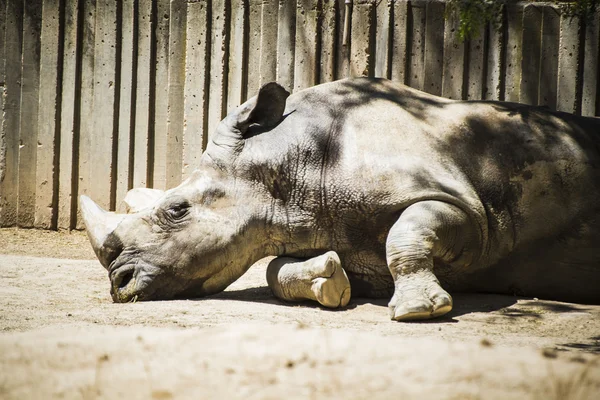 Rinoceronte descansando na sombra — Fotografia de Stock