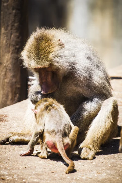 Baboon eating — Stock Photo, Image