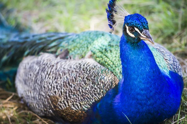 Paon avec des plumes colorées — Photo