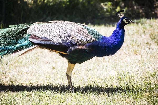 Påfågel med färgglada fjädrar — Stockfoto