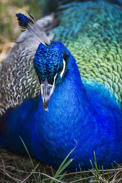 Beautiful peacock deep blue — Stock Photo, Image