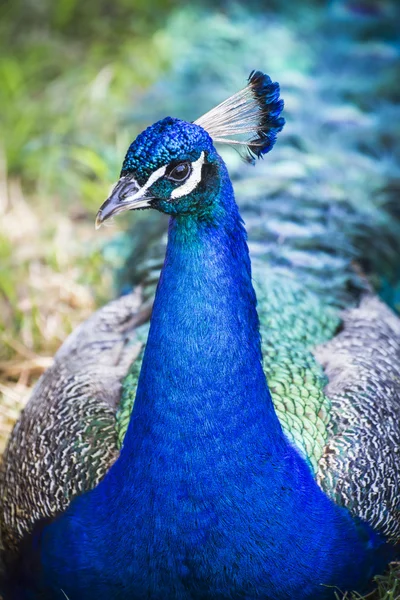 Hermoso pavo real azul profundo — Foto de Stock