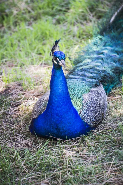 Peacock with colorful feathers — Stock Photo, Image