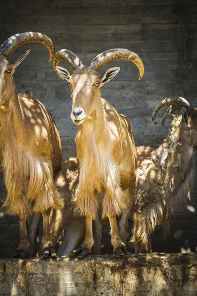 Группа горных коз — стоковое фото