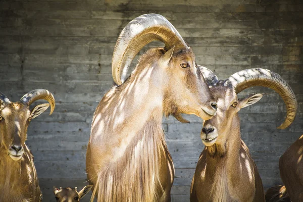 Grupo de espanhol ibex — Fotografia de Stock