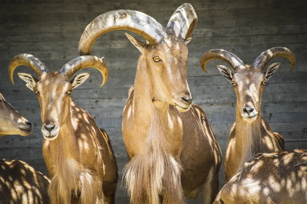 Grupo de espanhol ibex — Fotografia de Stock