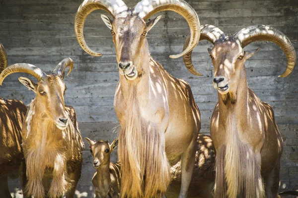 Group of mountain goats — Stock Photo, Image