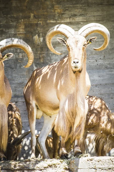 Group of Spanish ibex — Stock Photo, Image