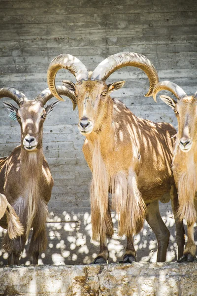 Grupo de cabras de montanha — Fotografia de Stock