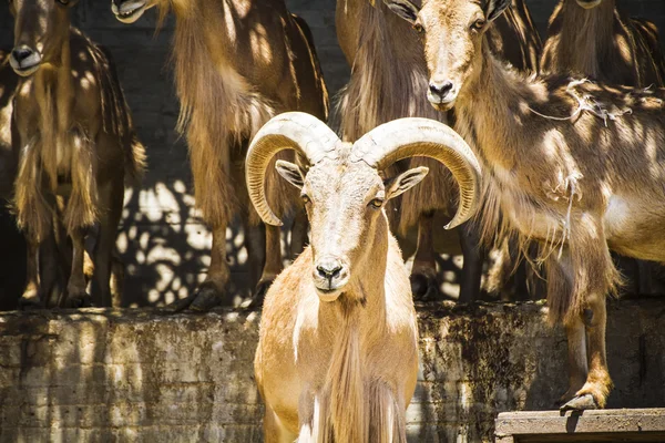 Grupo de cabras de montanha — Fotografia de Stock