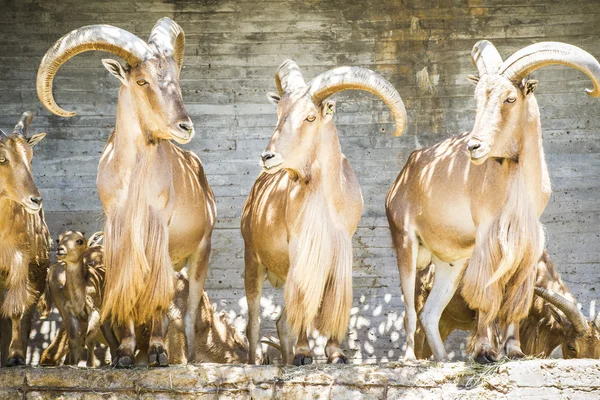 Grupo de espanhol ibex — Fotografia de Stock