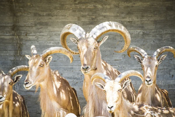 Grupo de espanhol ibex — Fotografia de Stock