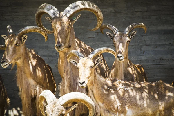 Grupo de cabras de montanha — Fotografia de Stock