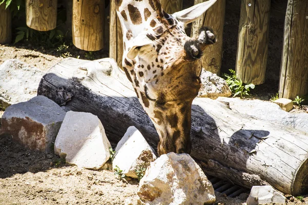 Giraffe in a zoo park — Stock Photo, Image