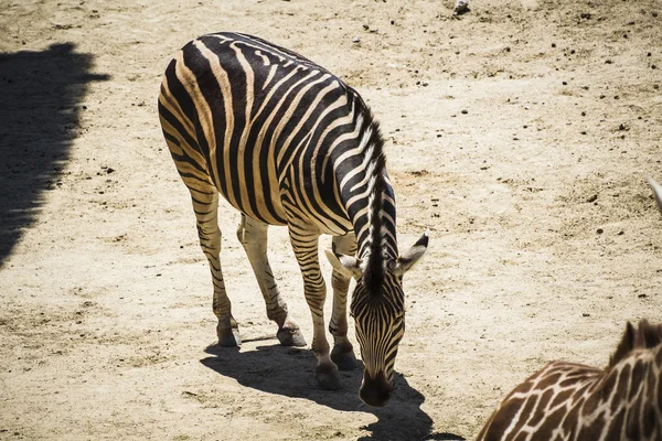 Zebra im Zoo-Park — Stockfoto