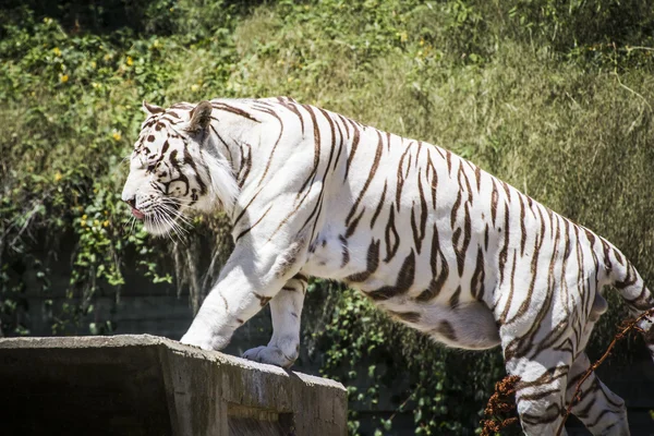 Tigre branco descansando ao sol — Fotografia de Stock