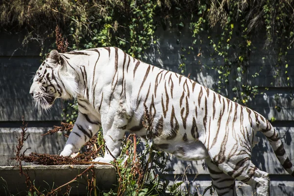 White tiger resting in the sun — Stock Photo, Image