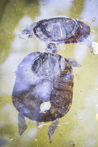 太陽の下で休憩亀 — ストック写真