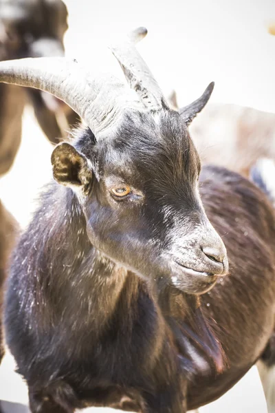 Goat with horns — Stock Photo, Image