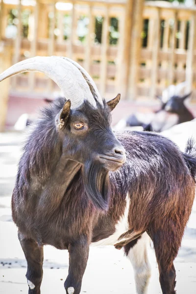 Goat with horns — Stock Photo, Image