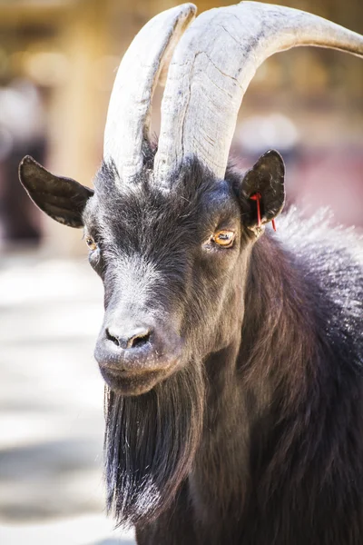 Goat with horns — Stock Photo, Image