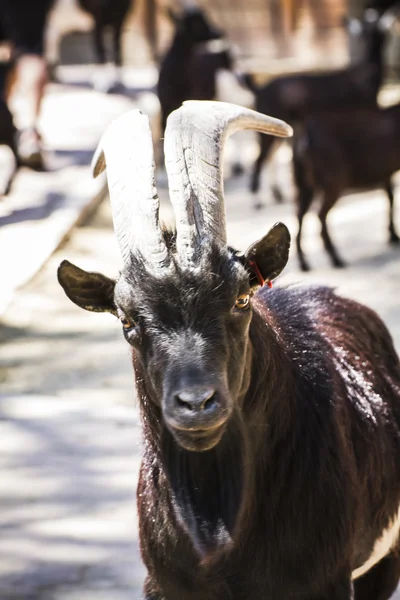 Goat with horns — Stock Photo, Image