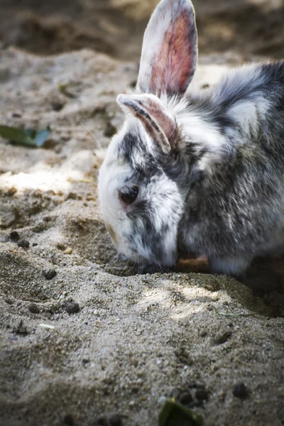 Små däggdjur i en djurpark — Stockfoto