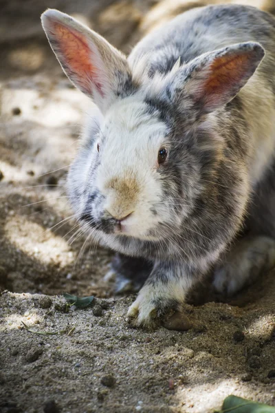 Small mammal in a zoo — Stock Photo, Image