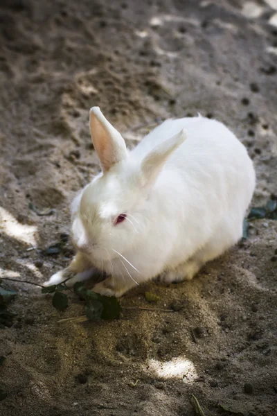 Small mammal in a zoo — Stock Photo, Image