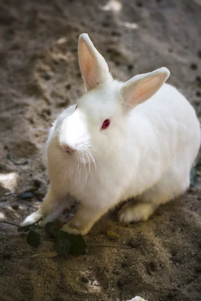 Piccolo mammifero in uno zoo — Foto Stock