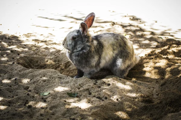 Petit mammifère dans un zoo — Photo