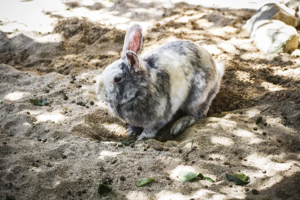 Petit mammifère dans un zoo — Photo