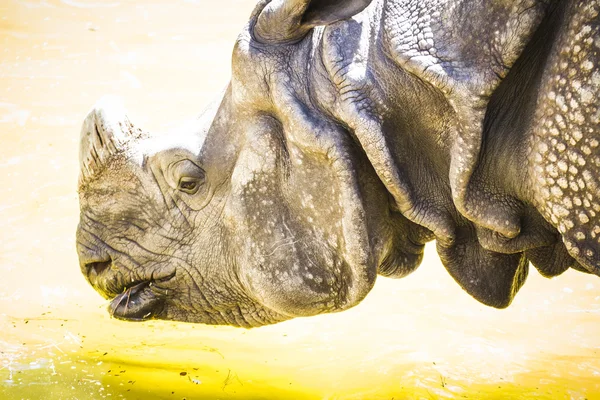 Rinoceronte indio con cuerno enorme —  Fotos de Stock