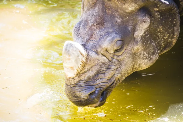 Indische neushoorn met enorme hoorn — Stockfoto