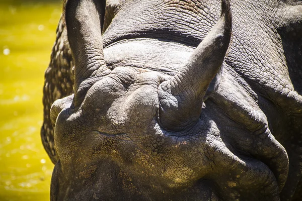 Индийский носорог с огромным рогом — стоковое фото