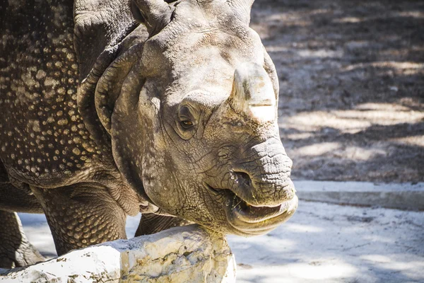 Rhinocéros indien avec corne énorme — Photo