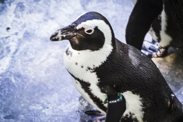 Güneşin altında istirahat penguen — Stok fotoğraf