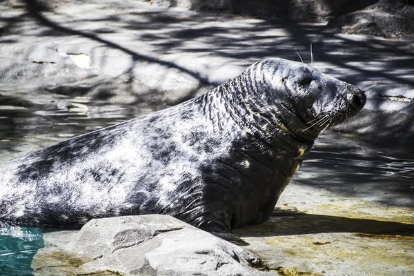 Seal resting in the sun — Stock Photo, Image