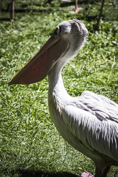 Pélican oiseau — Photo